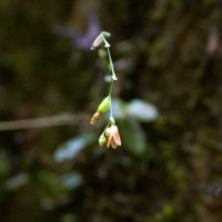 Porpax articulata (Lindl.) Schuit., Y.P.Ng & H.A.Pedersen